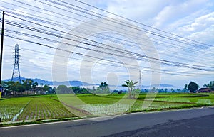 Ricefield in the morning