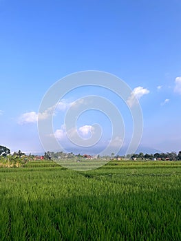 Ricefield in the morning