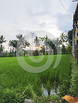 Ricefield in the morning with a beautiful sunrise view