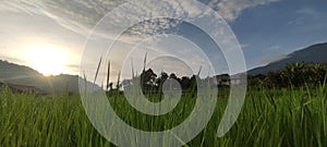 Ricefield in the morning