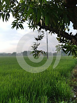 Ricefield in the morning view