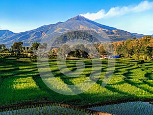 Ricefield with mountains