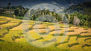 Ricefield with mountains