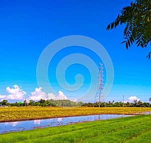 Ricefield Near The Coastland