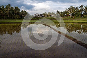 Ricefield near Ubud