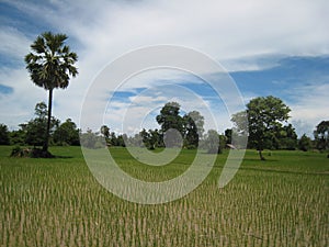 Ricefield in Nong Khiaw Laos photo