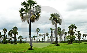 Ricefield and palms photo