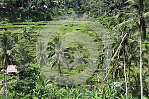 Ricefield panorama at Bali Indonesia