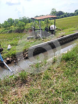 ricefield and river