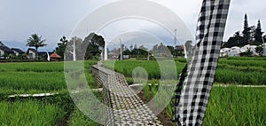 Ricefield road, much brick and clear of view