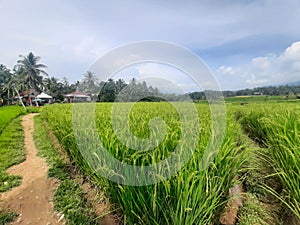 Ricefield in solok