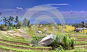 Ricefield terrasering nature north bali