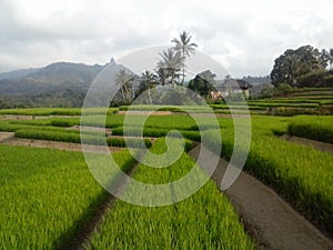 Ricefield in Toba Districts, North Sumatera, Indonesia