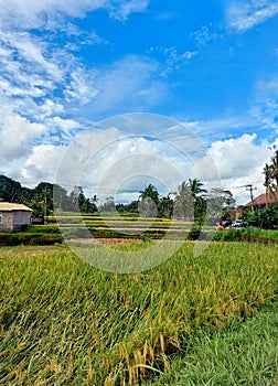 Ricefield in Ubud