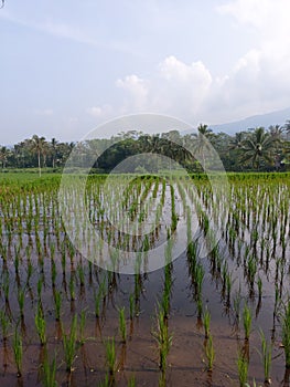 Ricefield view in the morning