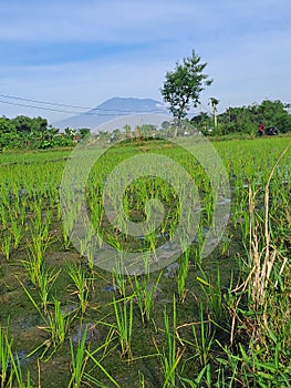 Ricefield view in the morning