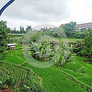 a ricefield in the village 1