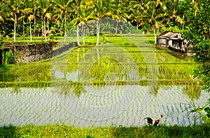 Ricefields in Bali photo