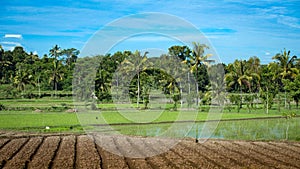 Ricefields with bare ground