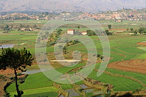 Ricefields in Betafo, Madagascar