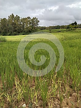 ricefields in the countryside photo