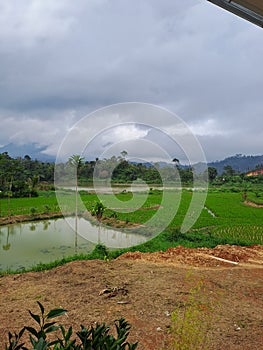 the ricefields and the hills