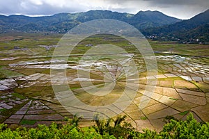 Ricefields, island Flores, Indonesia