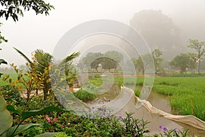 Ricefields and the limestone mountains in the early morning