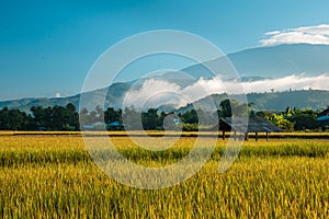 Ricefields in the morning