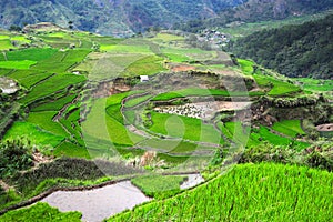 Ricefields in Philippines
