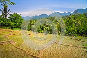 Ricefields of Sumatra photo