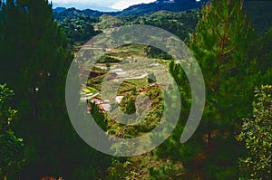 Ricefields in Toraja country, Sulawesi, Indonesia