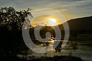 sunset in the rice fild