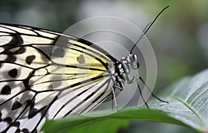 Ricepaper butterfly photo