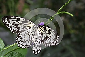 Ricepaper butterfly photo