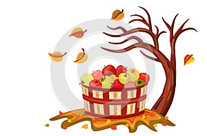 Rich apple harvest in autumn
