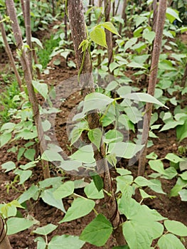 Rich beans plantation