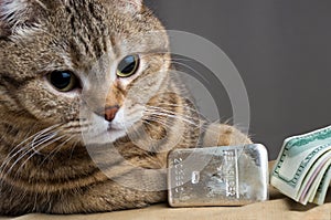 A rich cat. Cat`s head near the silver bullion and cash dollars