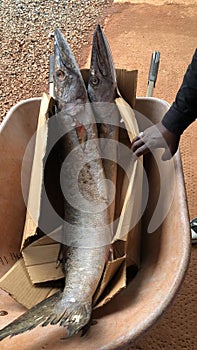 Rich catch of fish in the Atlantic Ocean