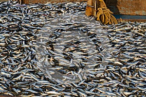Rich catch. Full ship of fish. Fishing dock in southern India