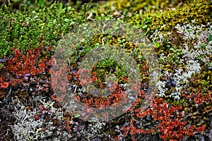 Rich colorful vegetation on mountain slopes