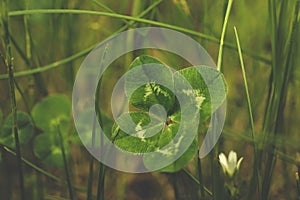 rich-contrast four-leaved-clover lucky charm isolated by selective focus on meadow