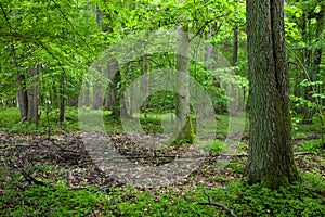 Rich deciduous forest in springtime