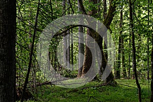 Rich deciduous forest in springtime light