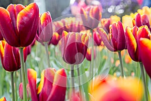 Rich, deep red spring tulips with bright yellow trim on the petals