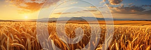 Rich Golden Wheat Fields Swaying Gently In The Wind