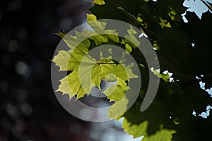 Rich green foliage of sugar maple - 21