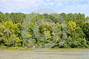 Rich green forest on Danube river