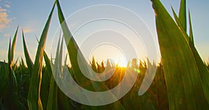 Rich green leaves of corncobs, grain crops waving in wind. Beautiful roundish golden bokeh of sunlight, maize field