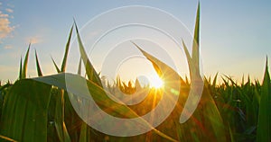 Rich green leaves of corncobs, grain crops waving in wind. Beautiful roundish golden bokeh of sunlight, maize field